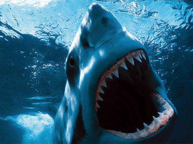 Cá mập trắng dài hơn 6 m và nặng đến 3 tấn. Con cái thì lớn hơn con đực. Cá mập trắng có thân hình giúp chúng bơi nhanh hơn. Lưng cá mập trắng có màu xám nhạt. Khi nhìn từ dưới nước bụng chúng có màu trắng và cái lưng màu xanh.